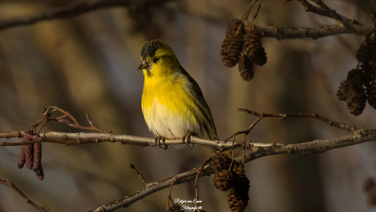 Spotted Eurasian Siskin