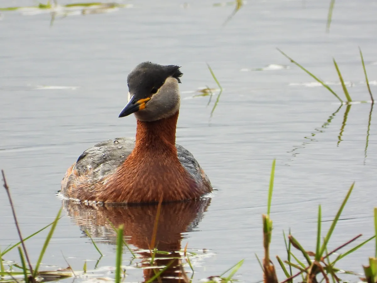 Gespotte Roodhalsfuut