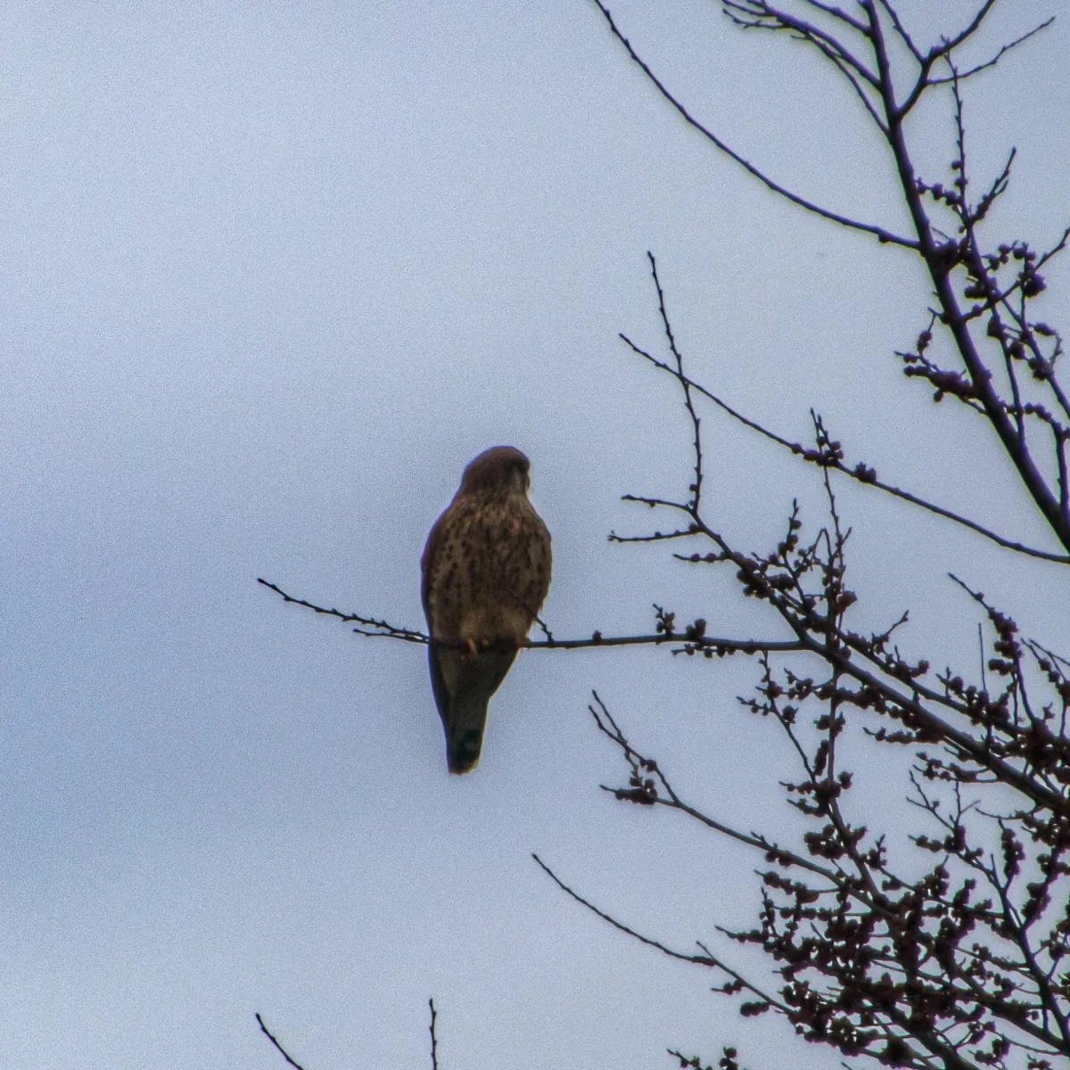 Spotted Eurasian Kestrel