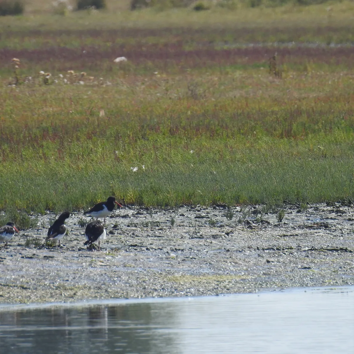 Spotted Eurasian Oystercatcher