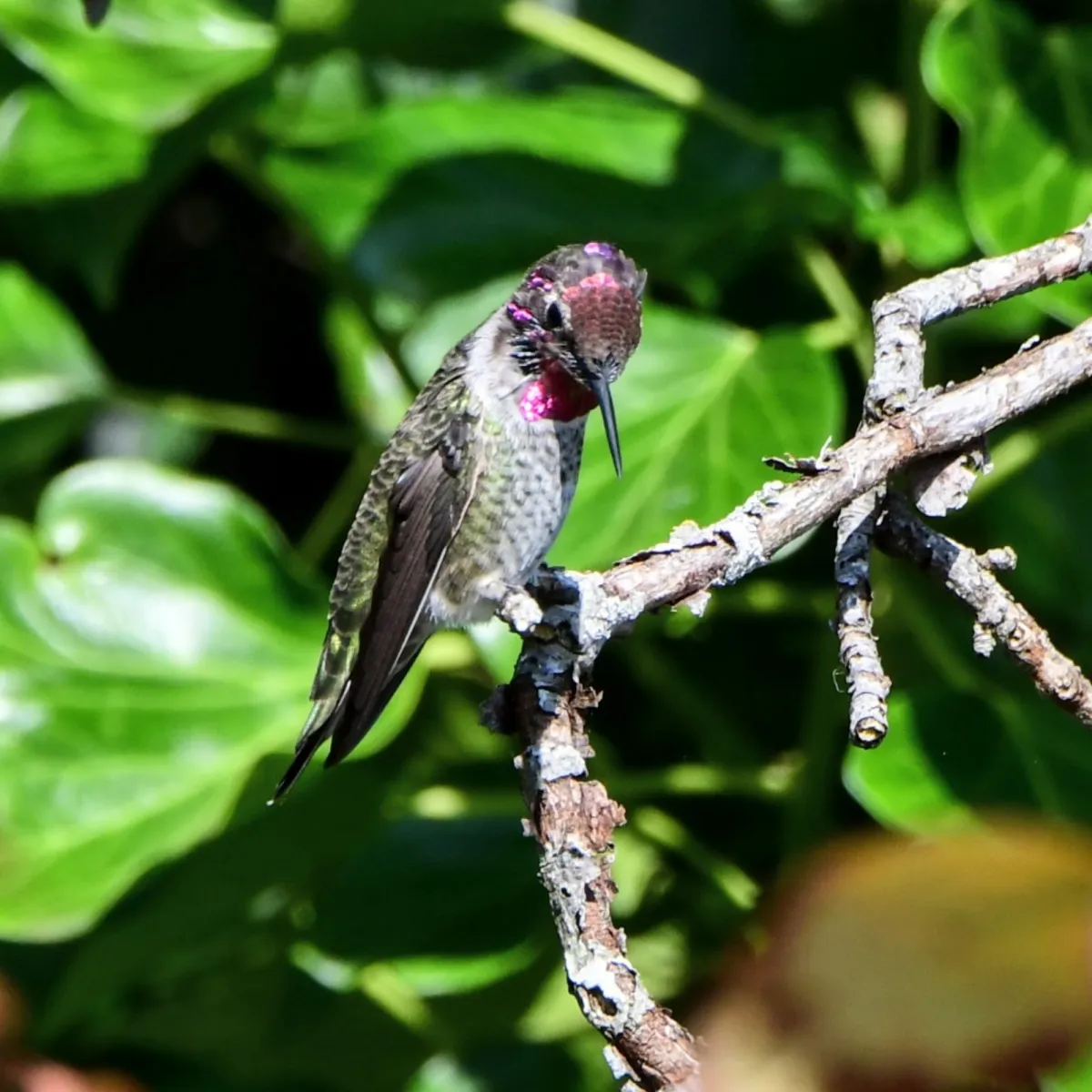 Gespotte Annakolibrie