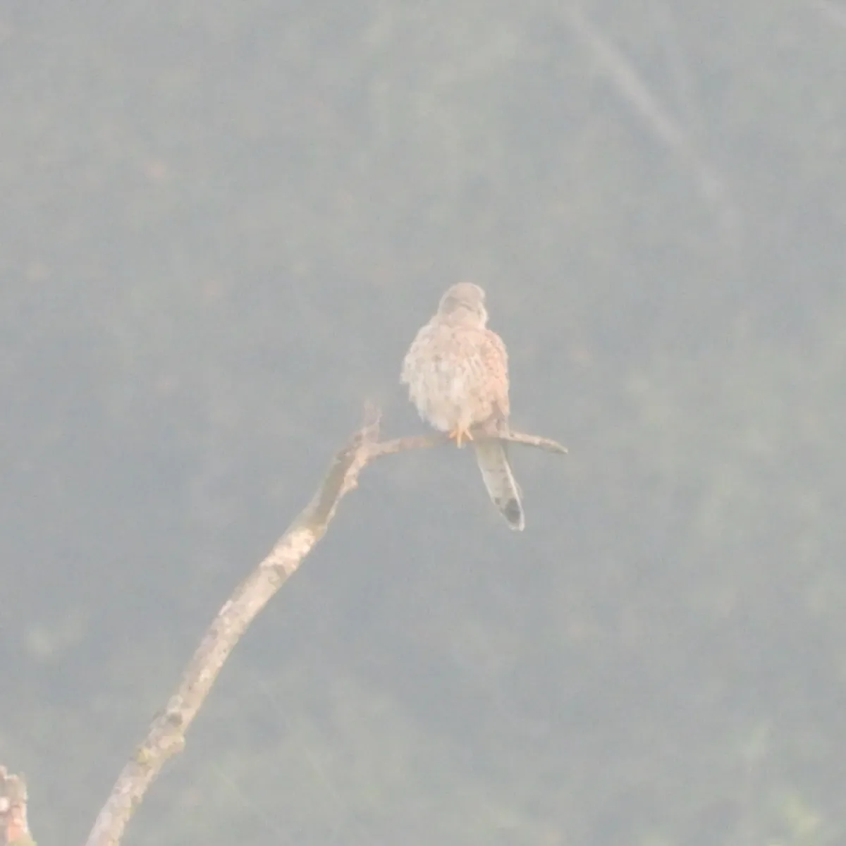 Spotted Eurasian Kestrel
