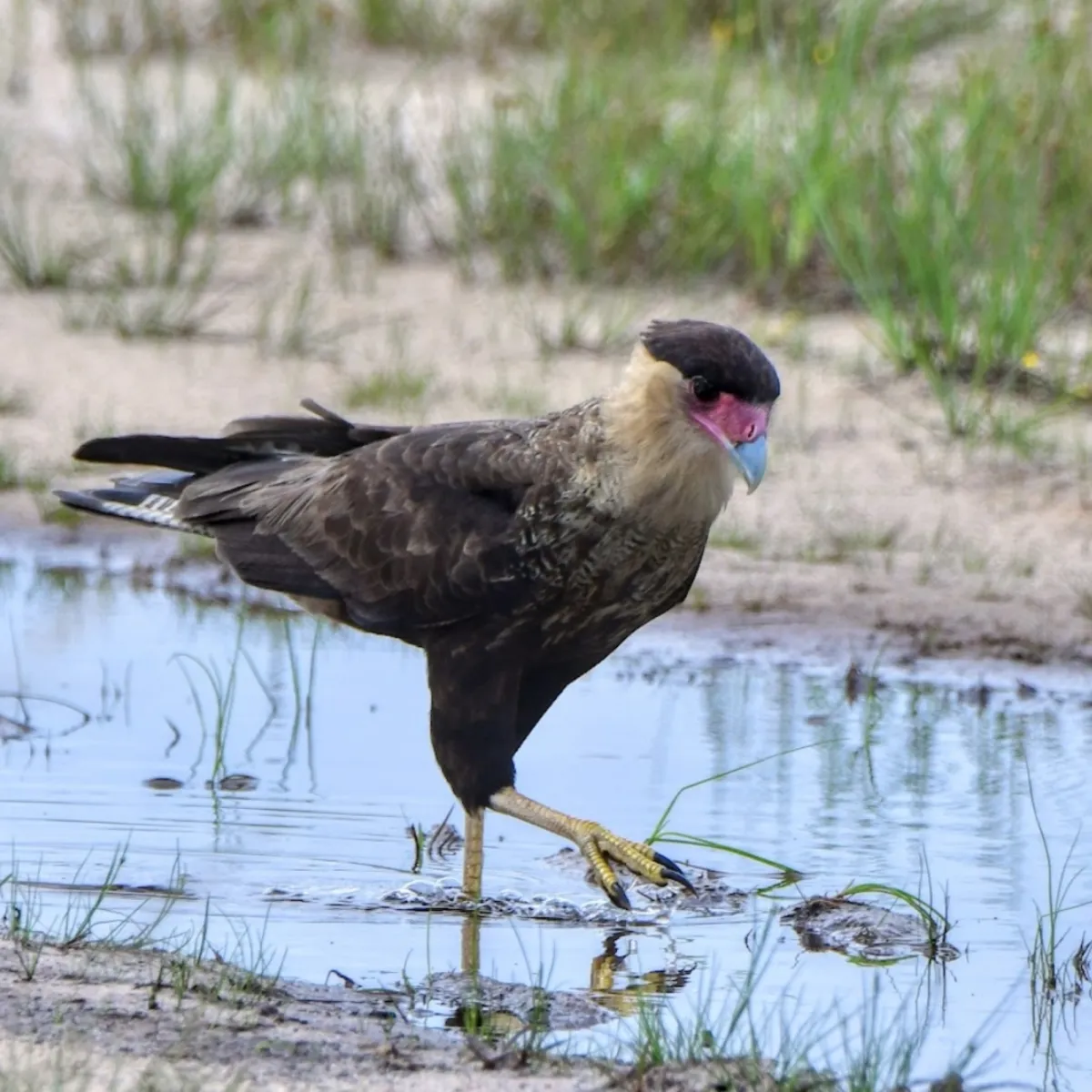 Spotted Crested Caracara