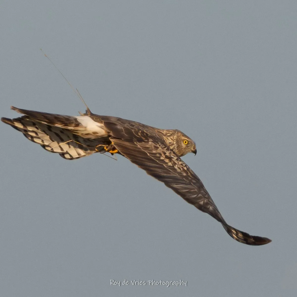 Gespotte Blauwe kiekendief