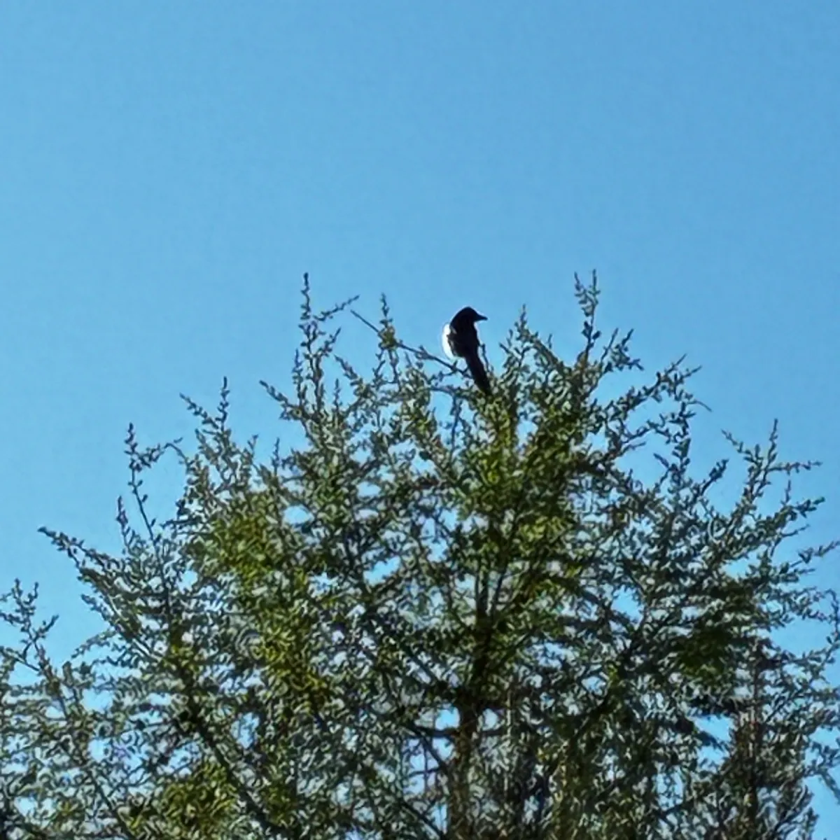 Spotted Eurasian Magpie