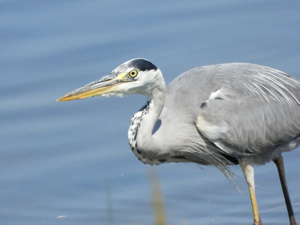 Spotted Gray Heron