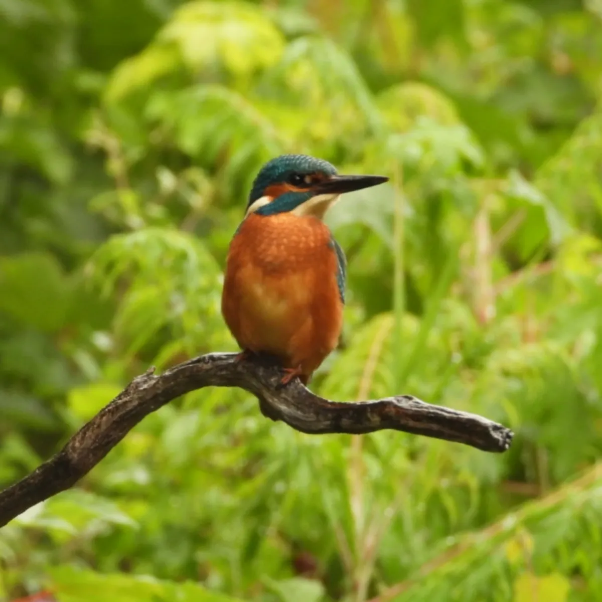 Spotted Common Kingfisher