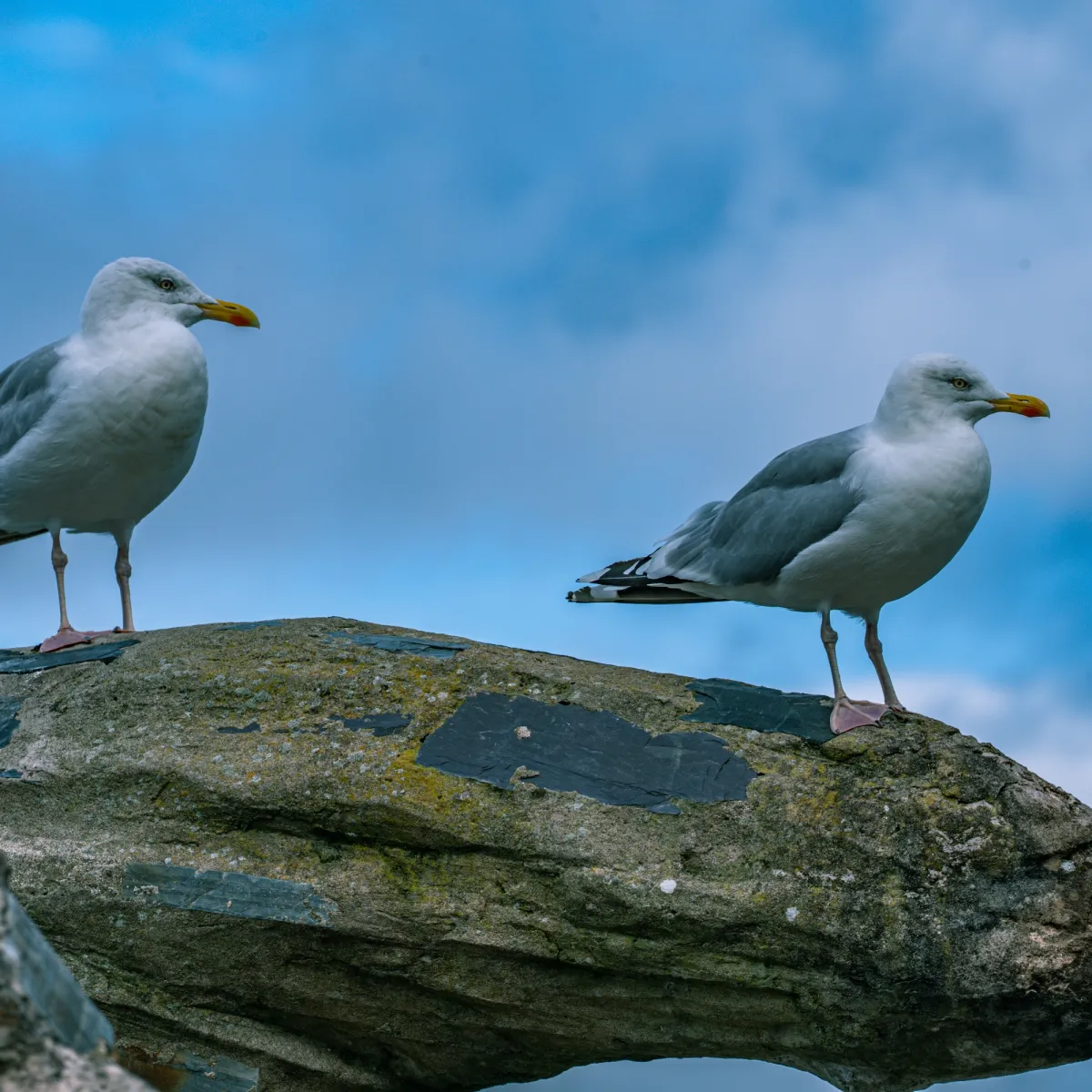 Spotted European Herring Gull