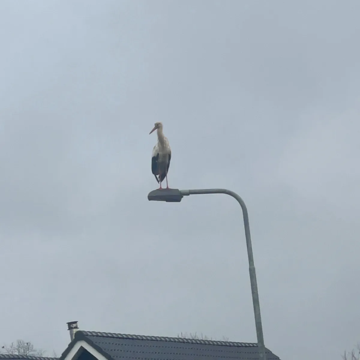 Waargenomen Ooievaar