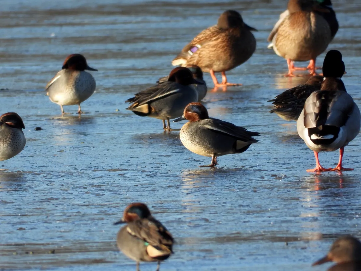Gespotte Wintertaling