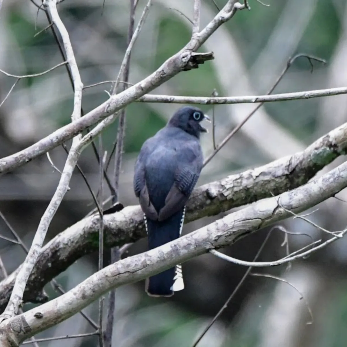 Spotted Green-backed Trogon