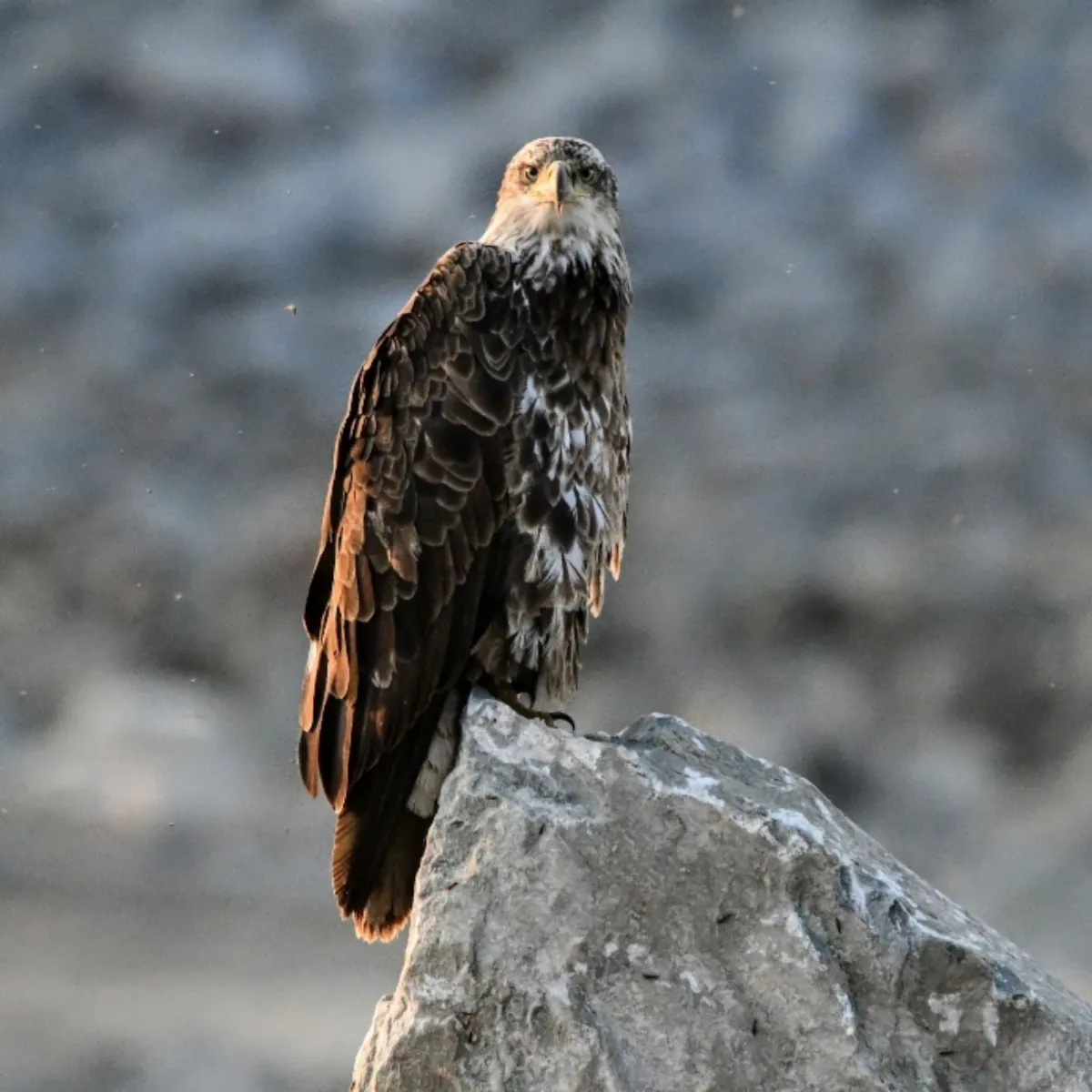 Gespotte Amerikaanse zeearend