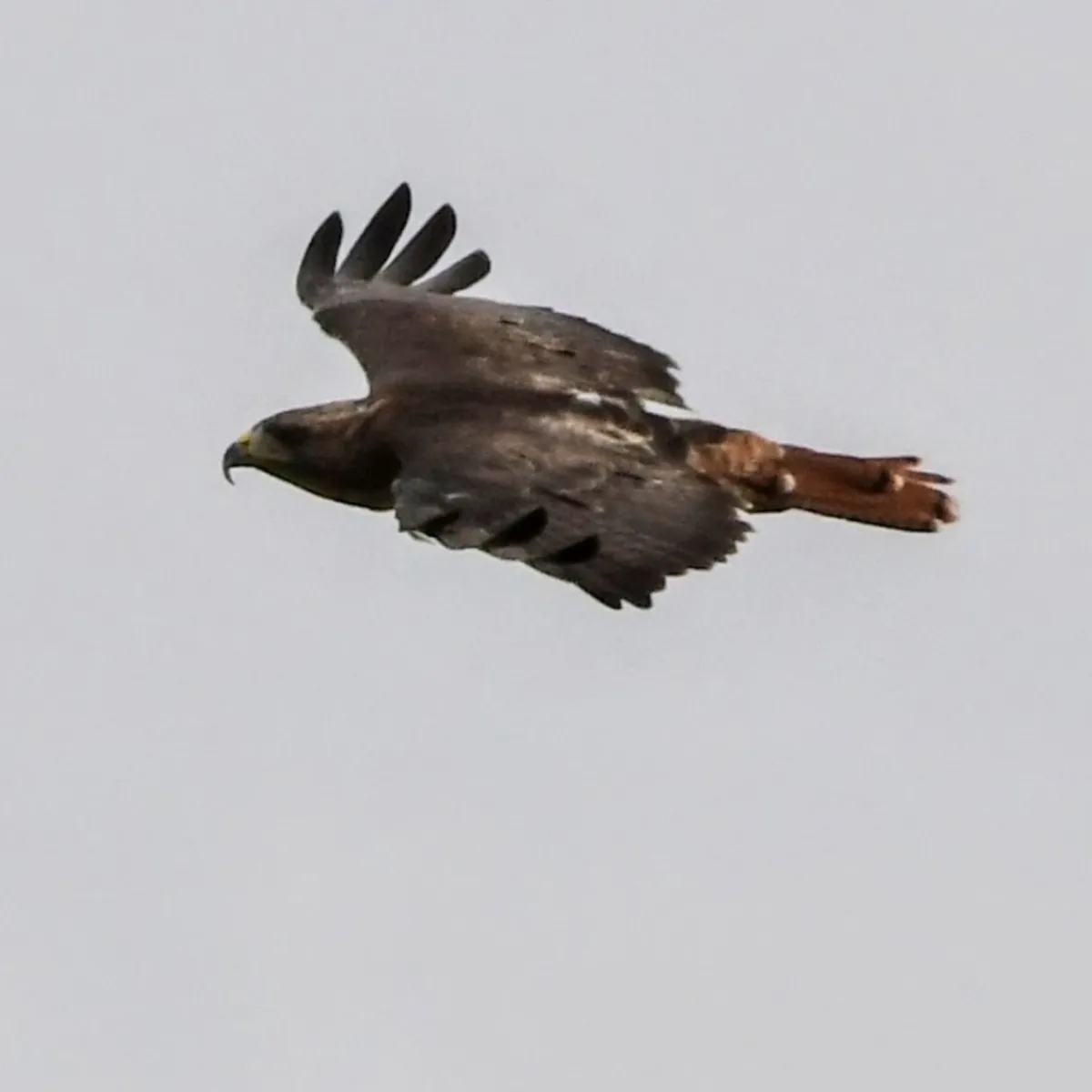 Gespotte Roodstaartbuizerd