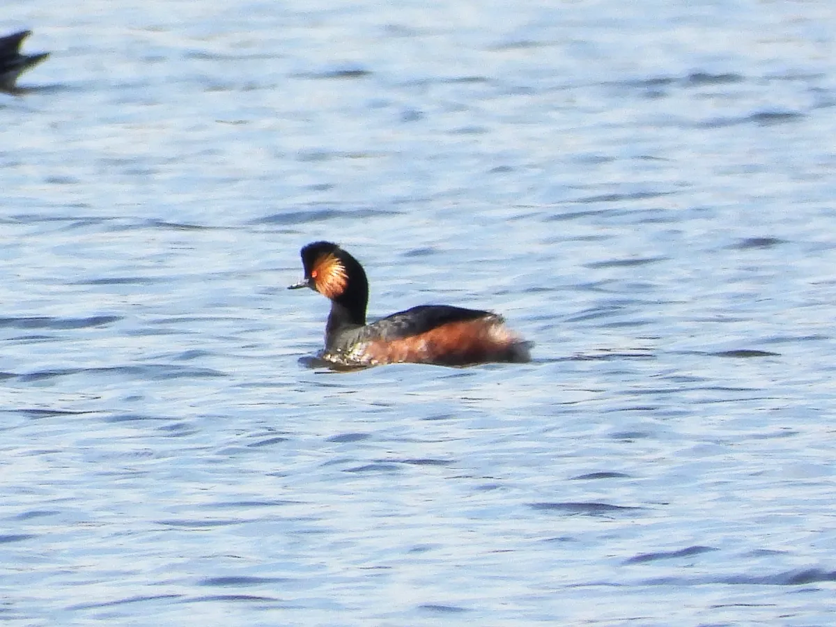 Spotted Eared Grebe