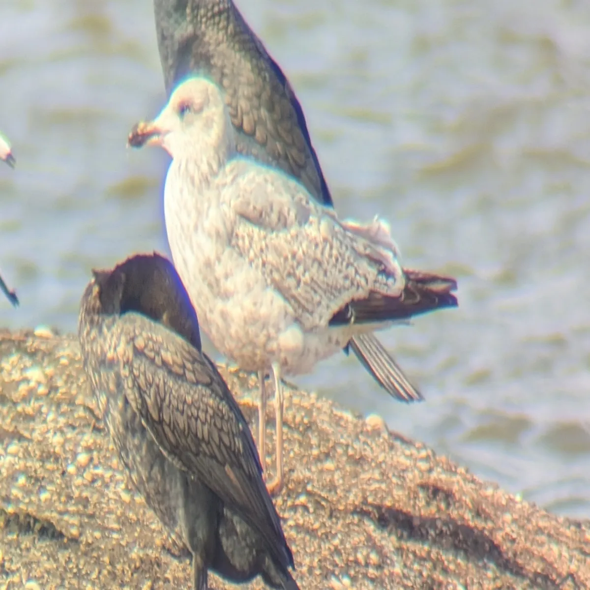 Spotted European Herring Gull