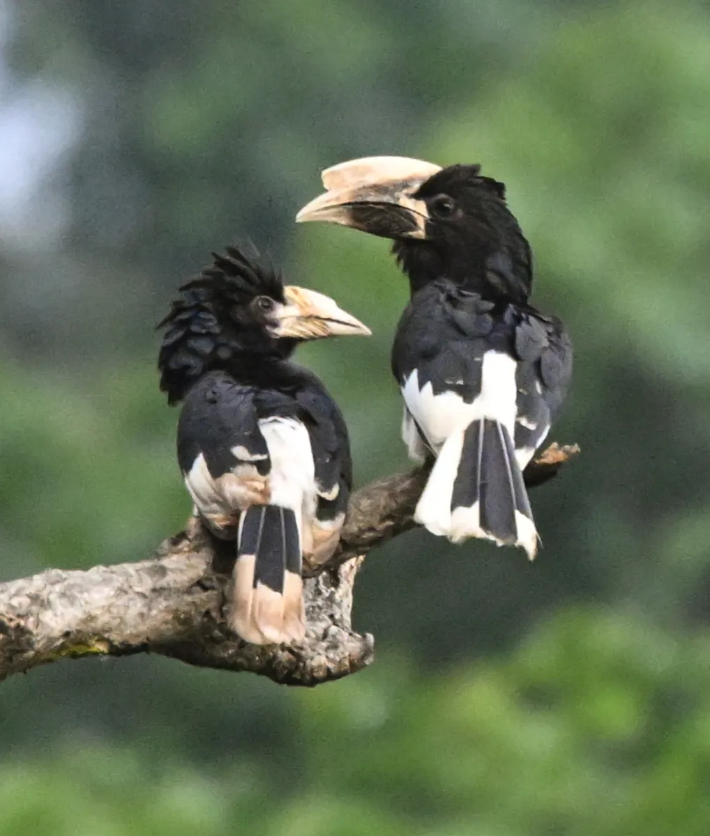 Spotted Piping Hornbill