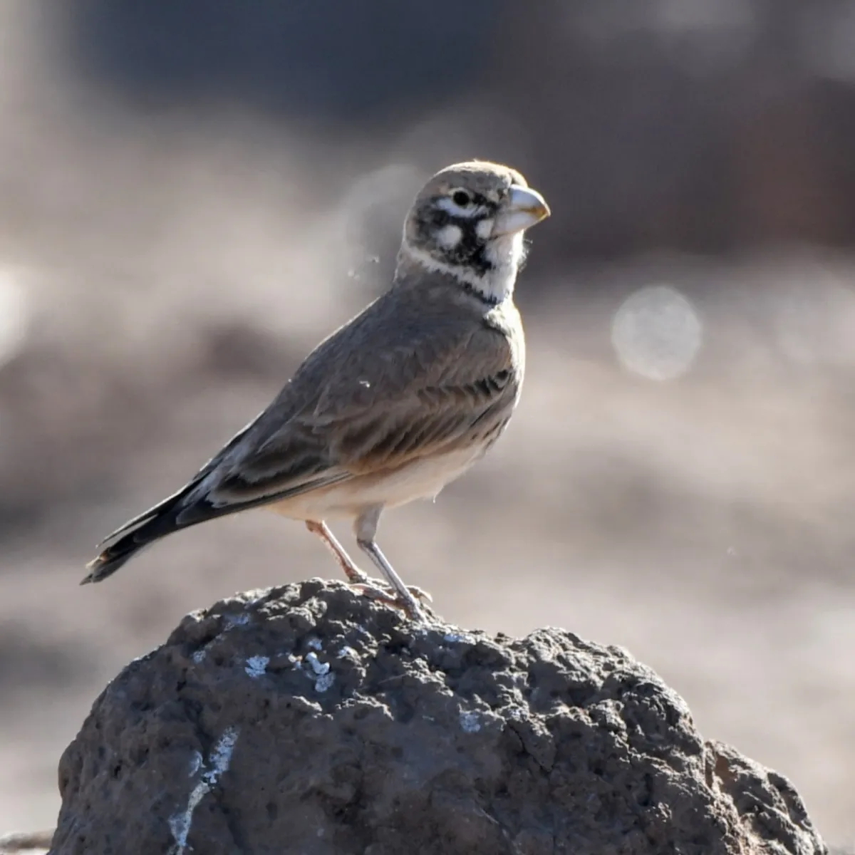 Gespotte Diksnavelleeuwerik