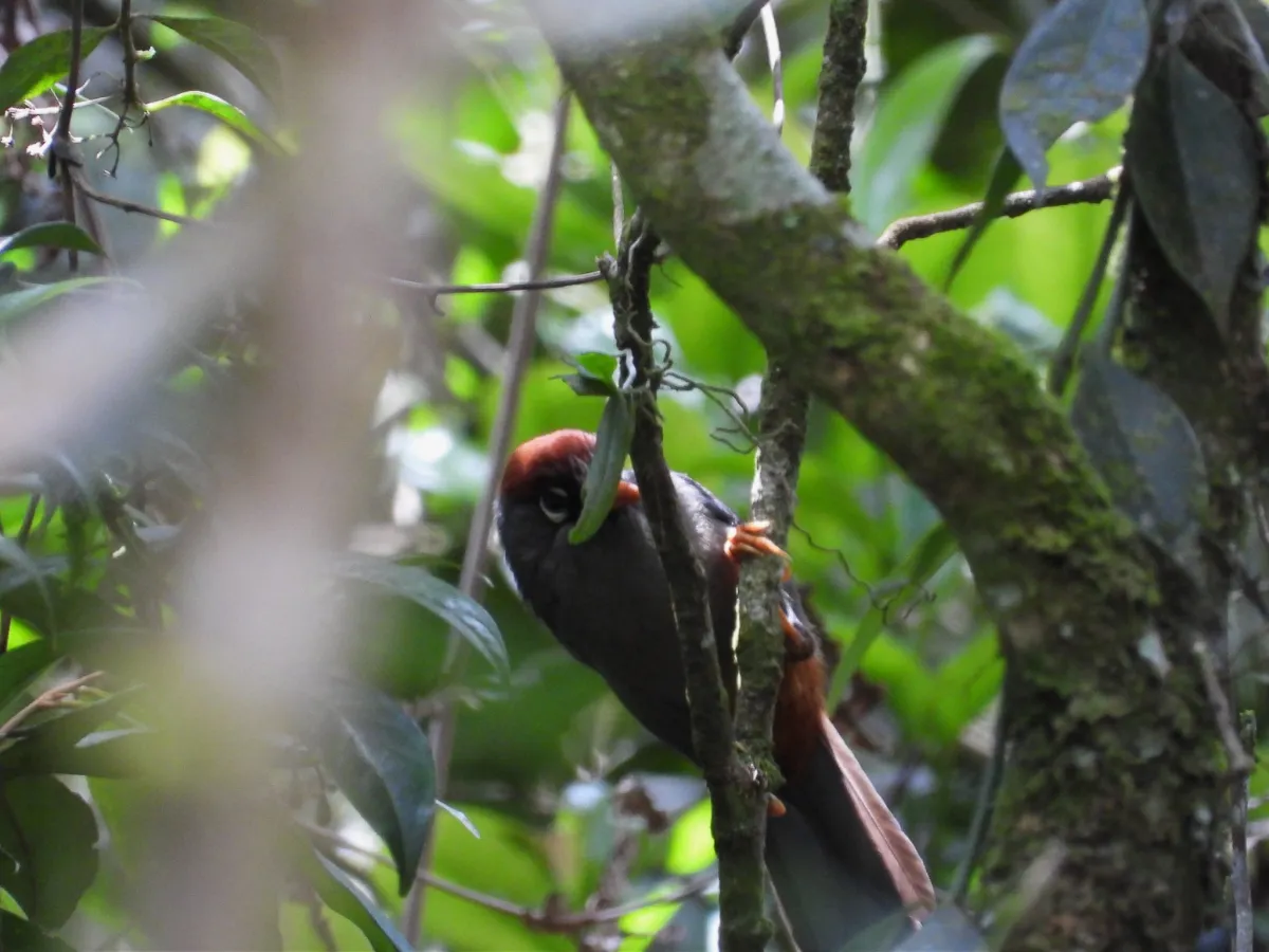 Spotted Chestnut-capped Laughingthrush
