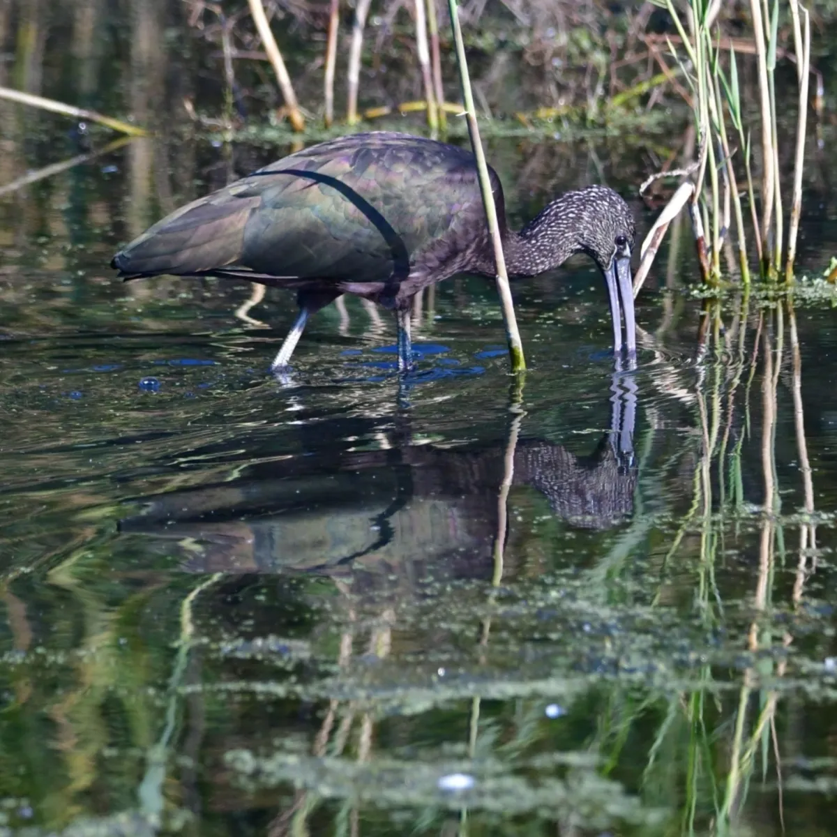 Spotted Glossy Ibis