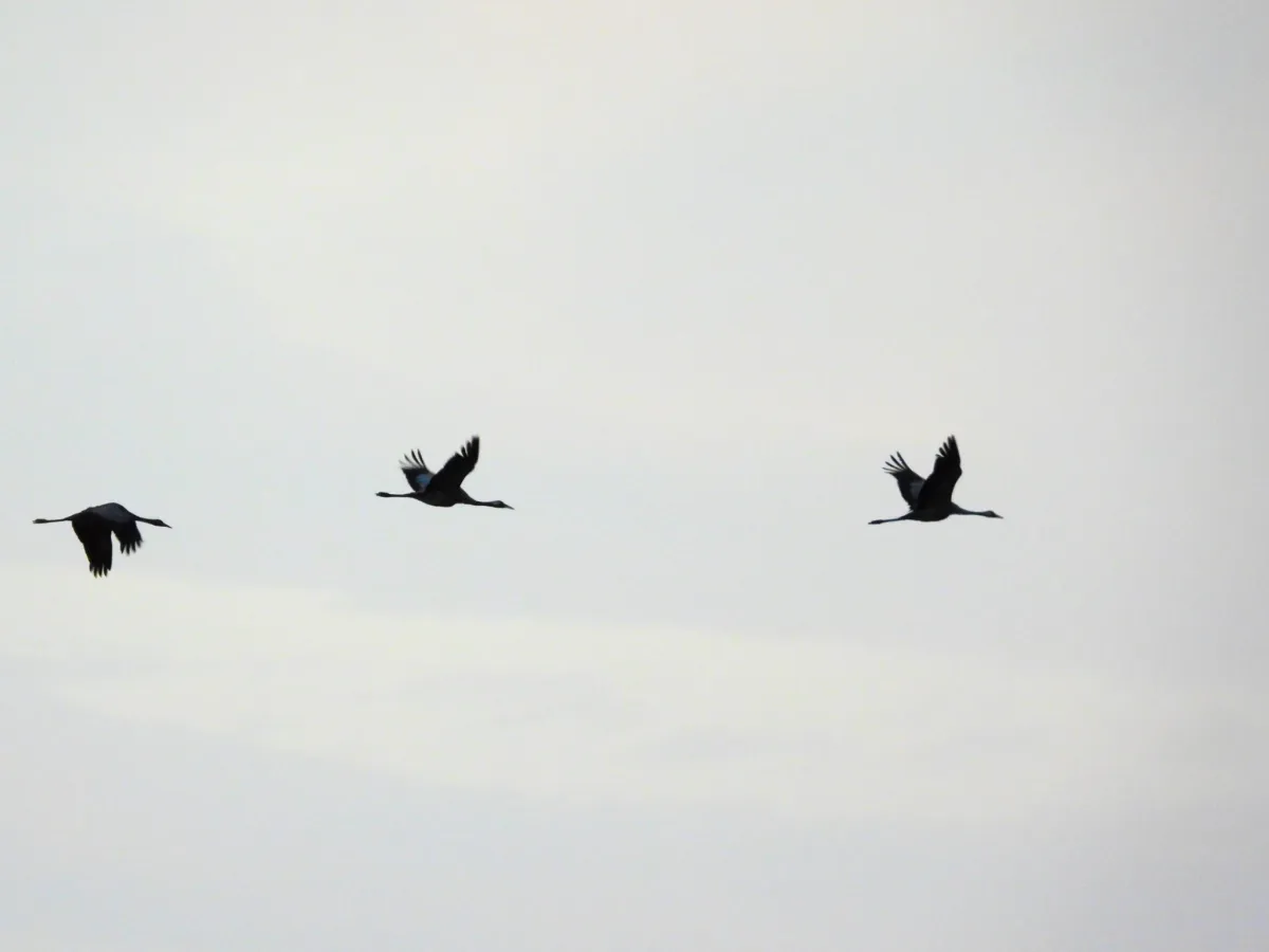 Spotted Common Crane