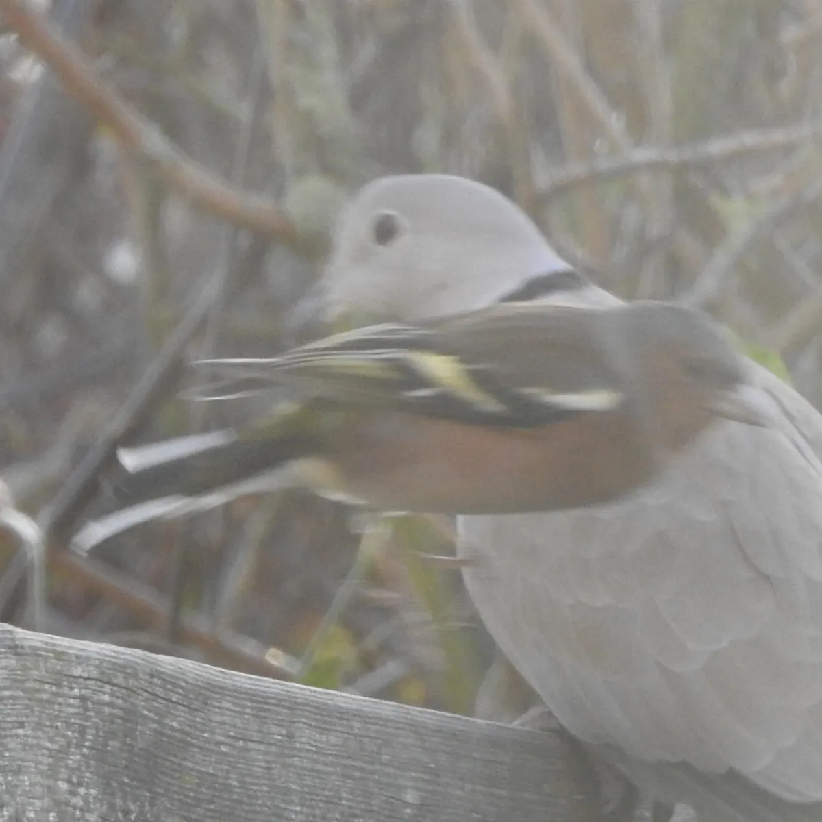 Spotted Common Chaffinch