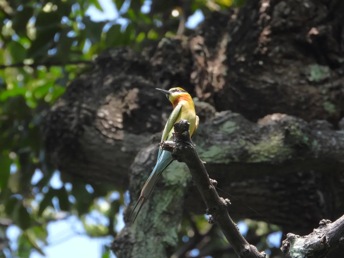 Gespotte Blauwstaartbijeneter