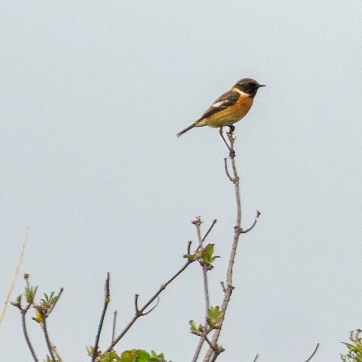 Gespotte Roodborsttapuit