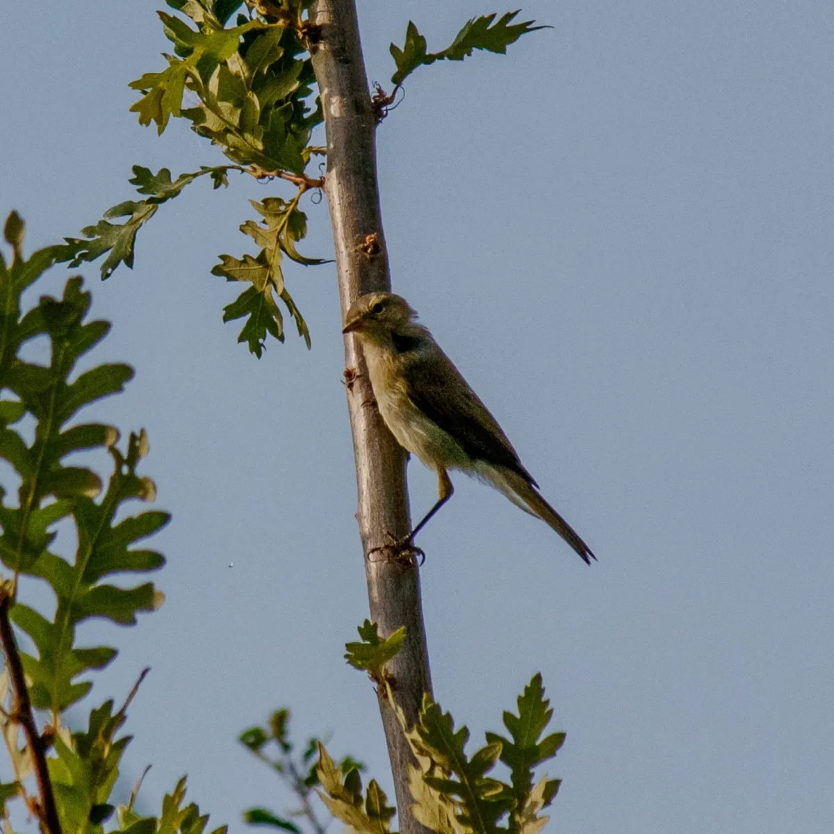 Spotted Willow Warbler