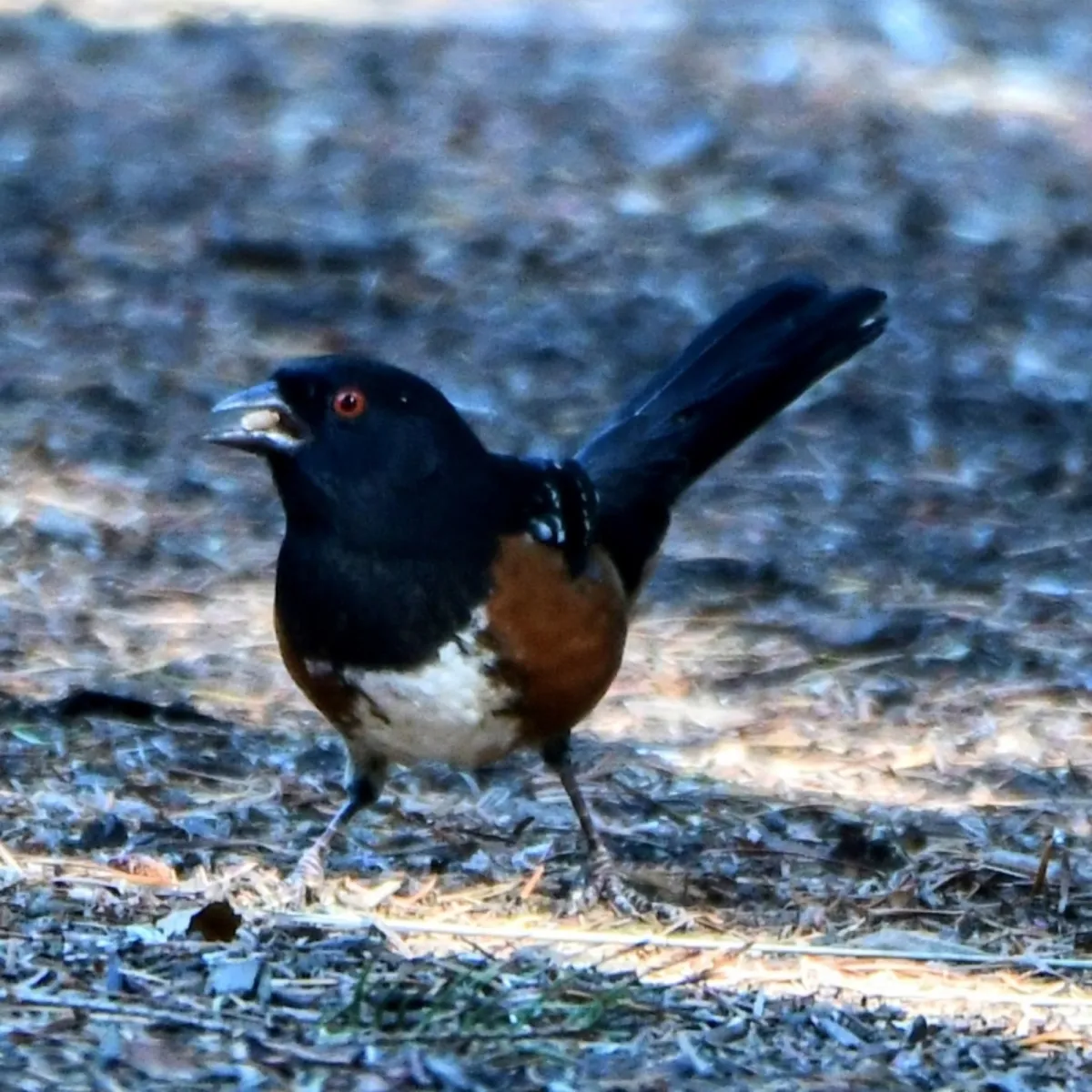 Spotted Spotted Towhee
