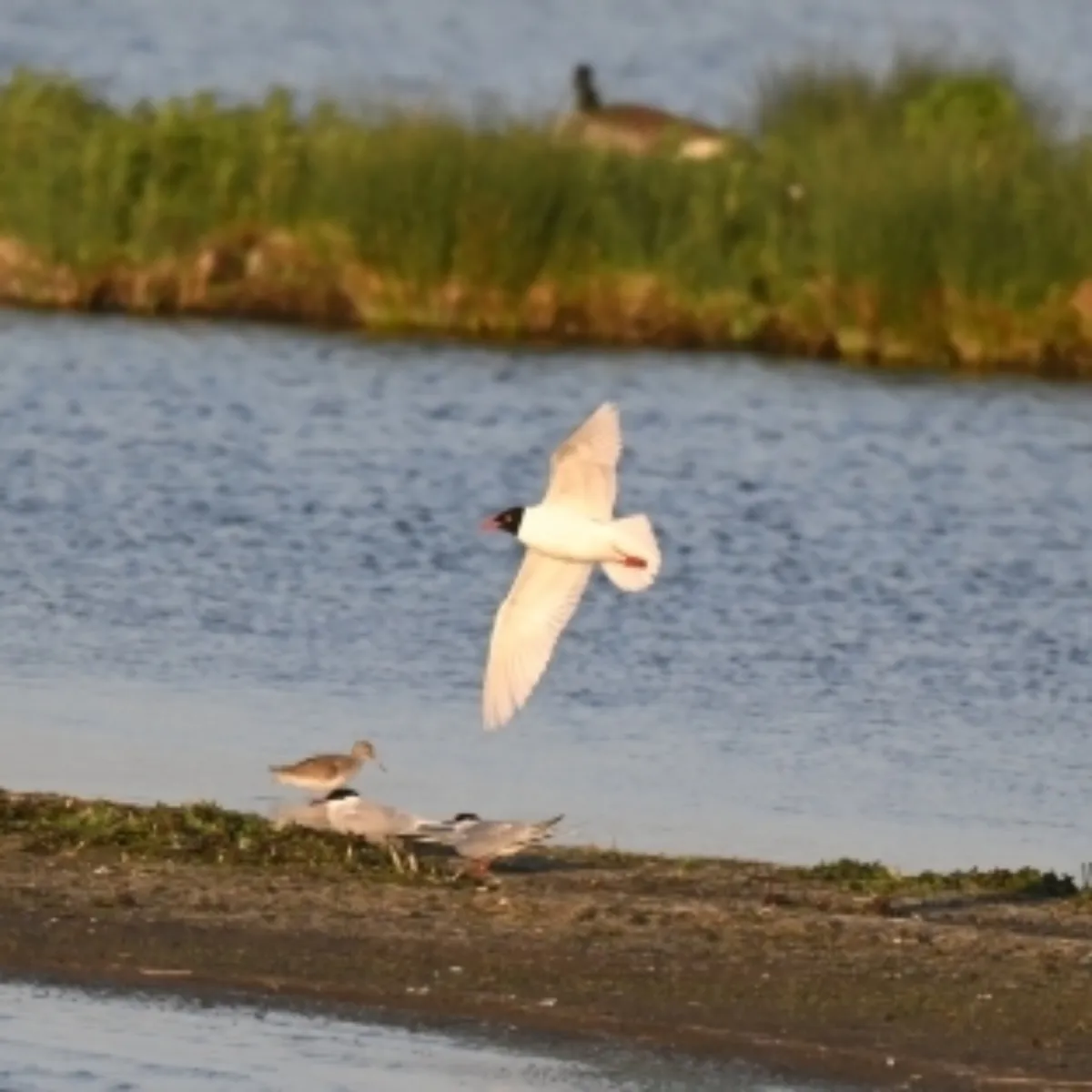 Spotted Mediterranean Gull