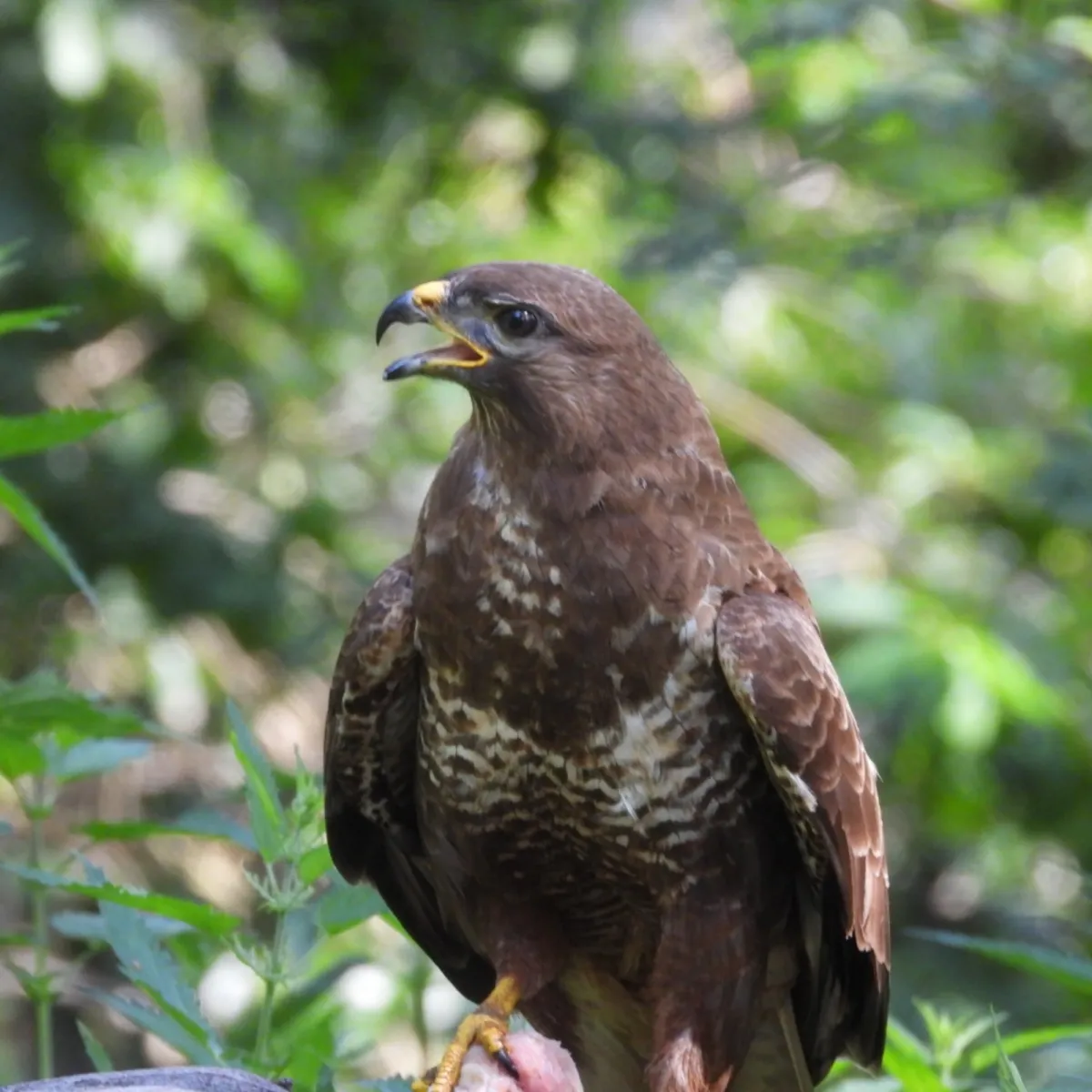 Waargenomen Buizerd