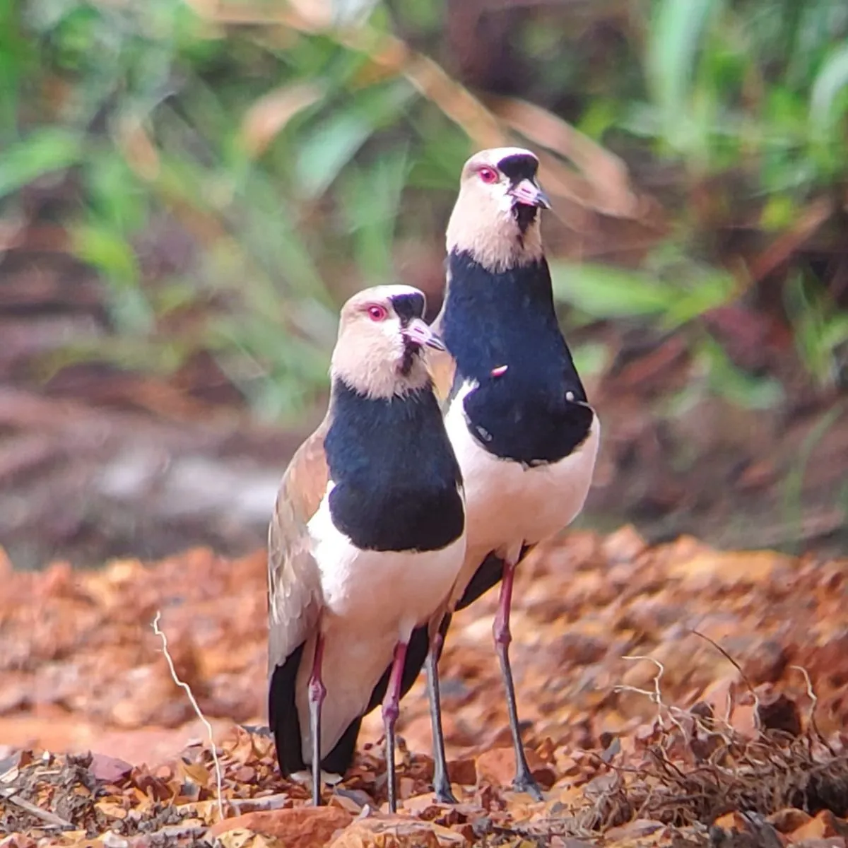 Spotted Southern Lapwing
