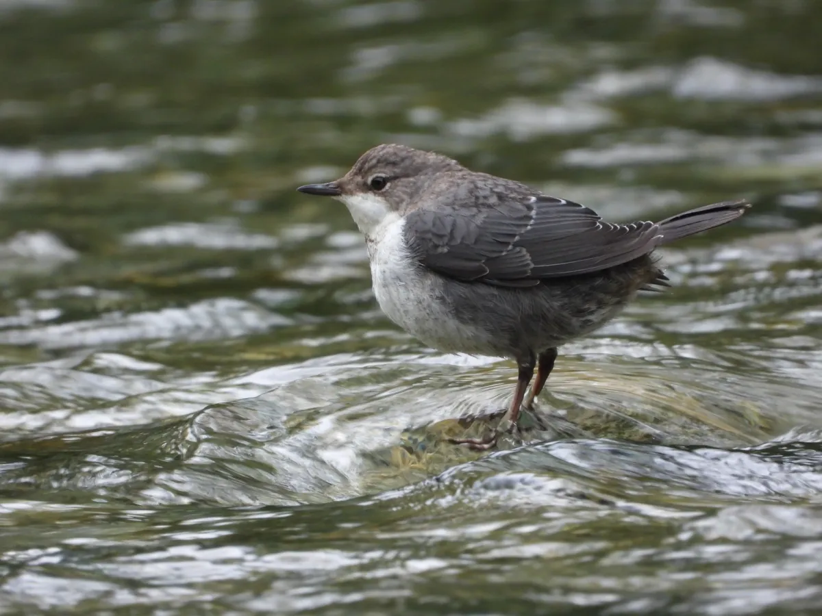 Waargenomen Waterspreeuw