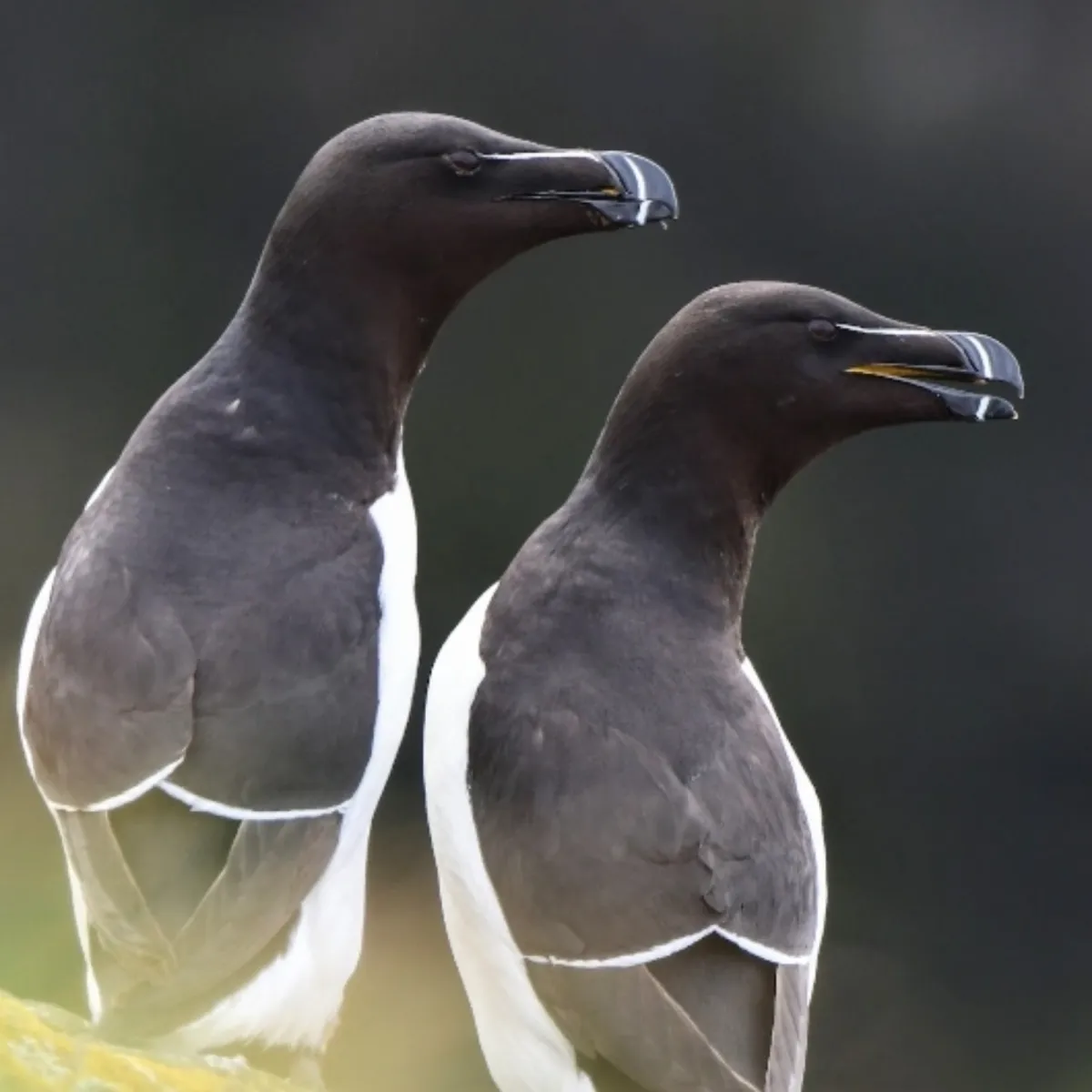 Spotted Razorbill