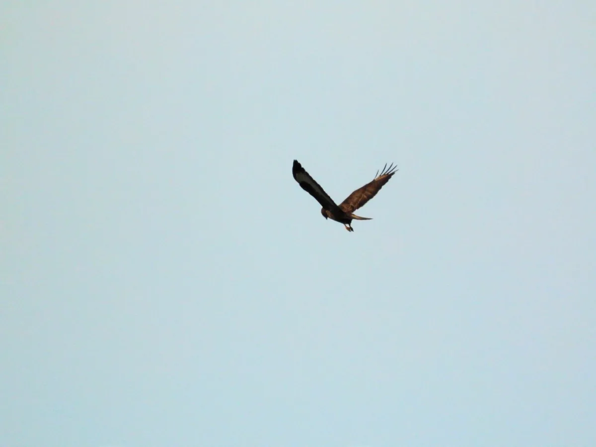 Waargenomen Buizerd
