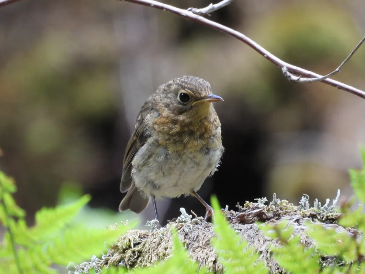 Spotted European Robin