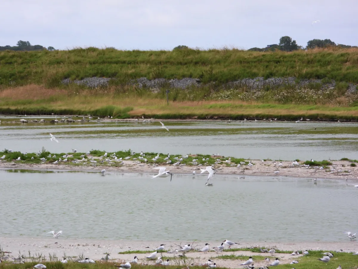 Waargenomen Grote stern