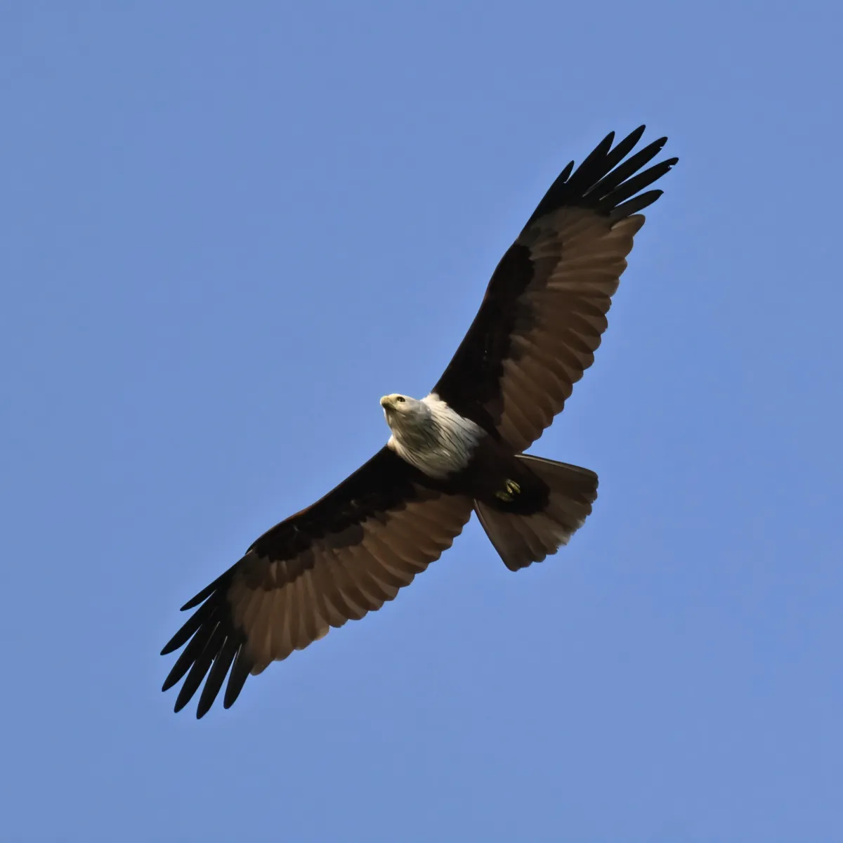 Gespotte Brahmaanse wouw