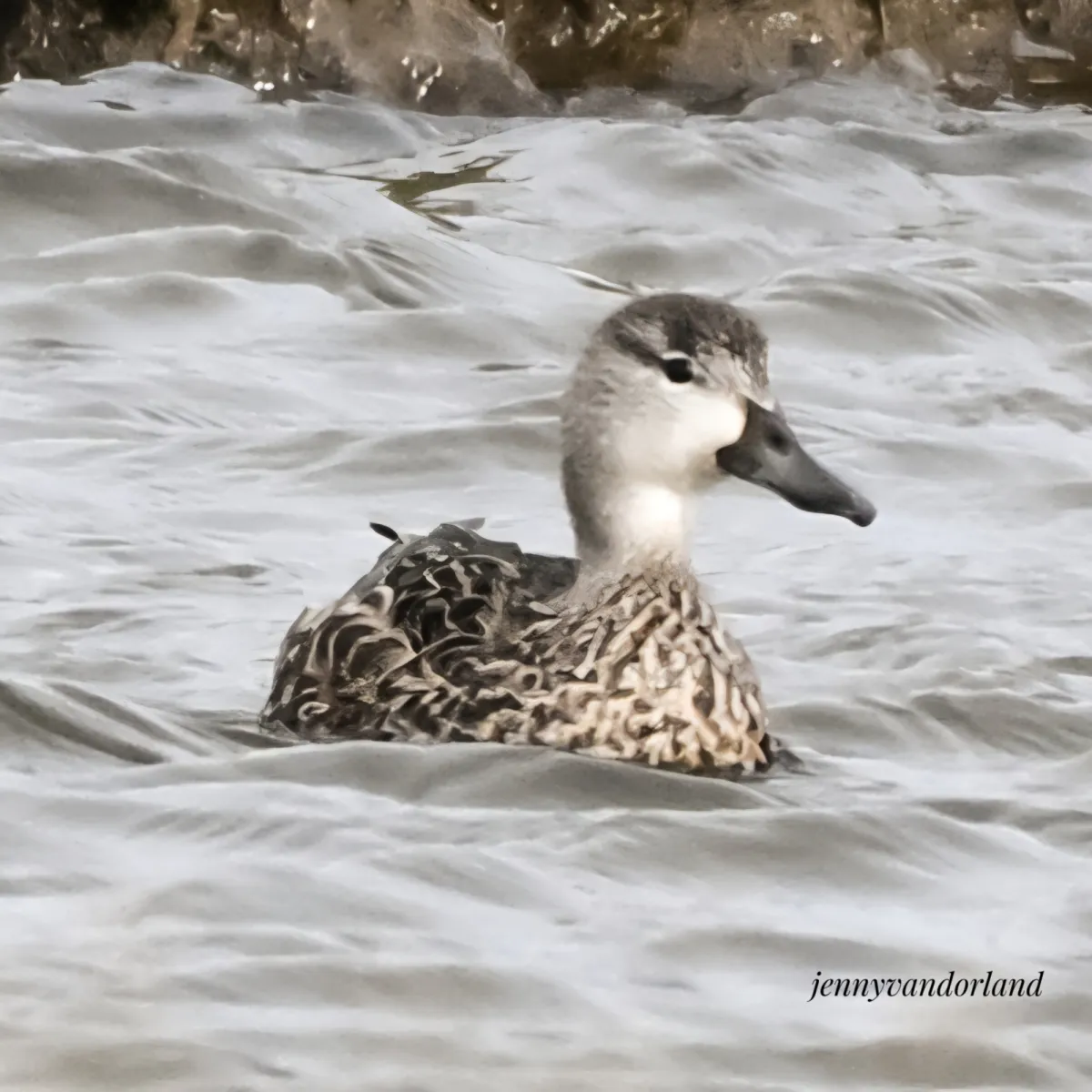 Gespotte Blauwvleugeltaling