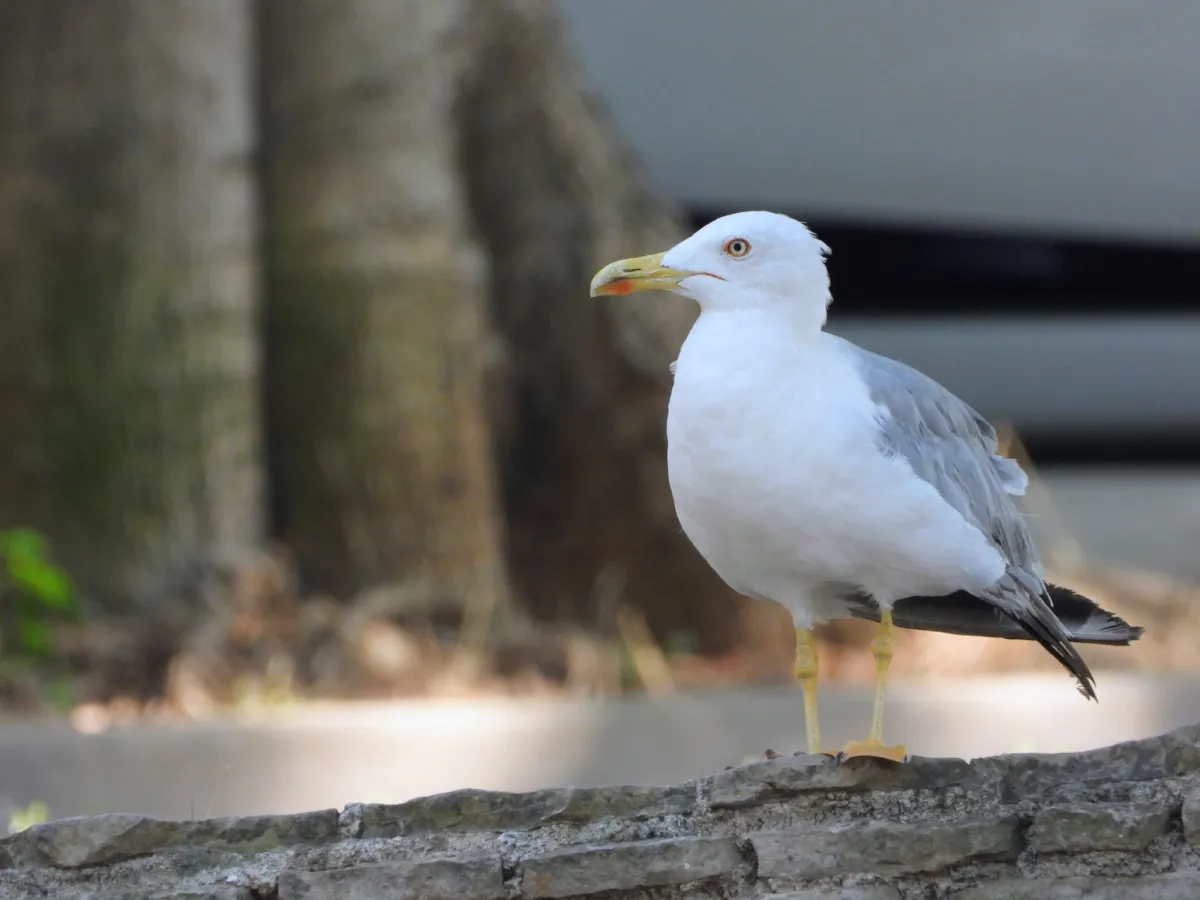Waargenomen Geelpootmeeuw