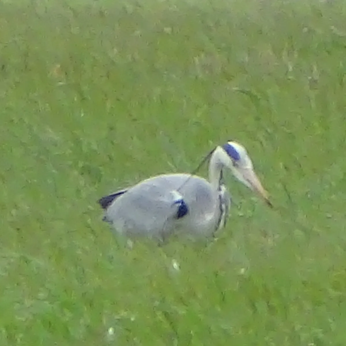 Gespotte Blauwe reiger