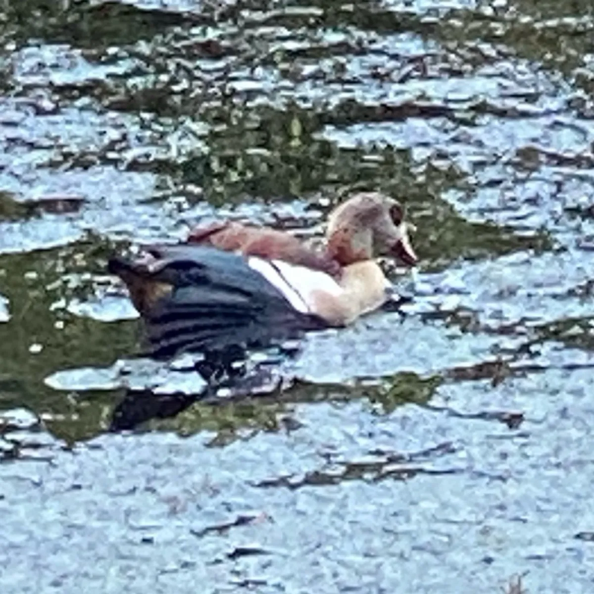 Spotted Egyptian Goose