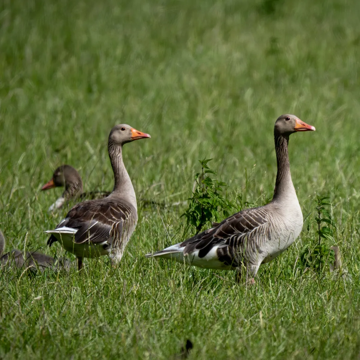 Spotted Graylag Goose