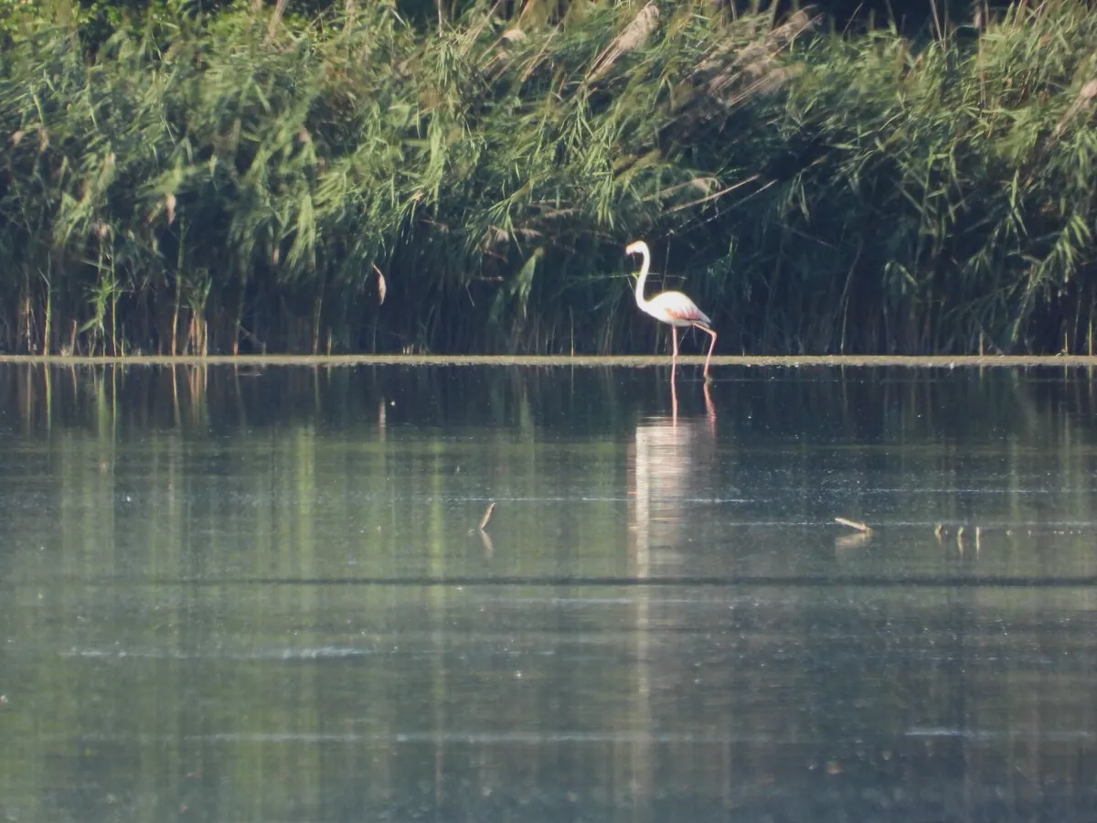 Waargenomen Flamingo