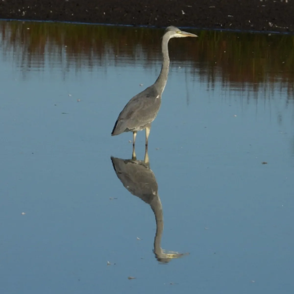 Waargenomen Blauwe reiger