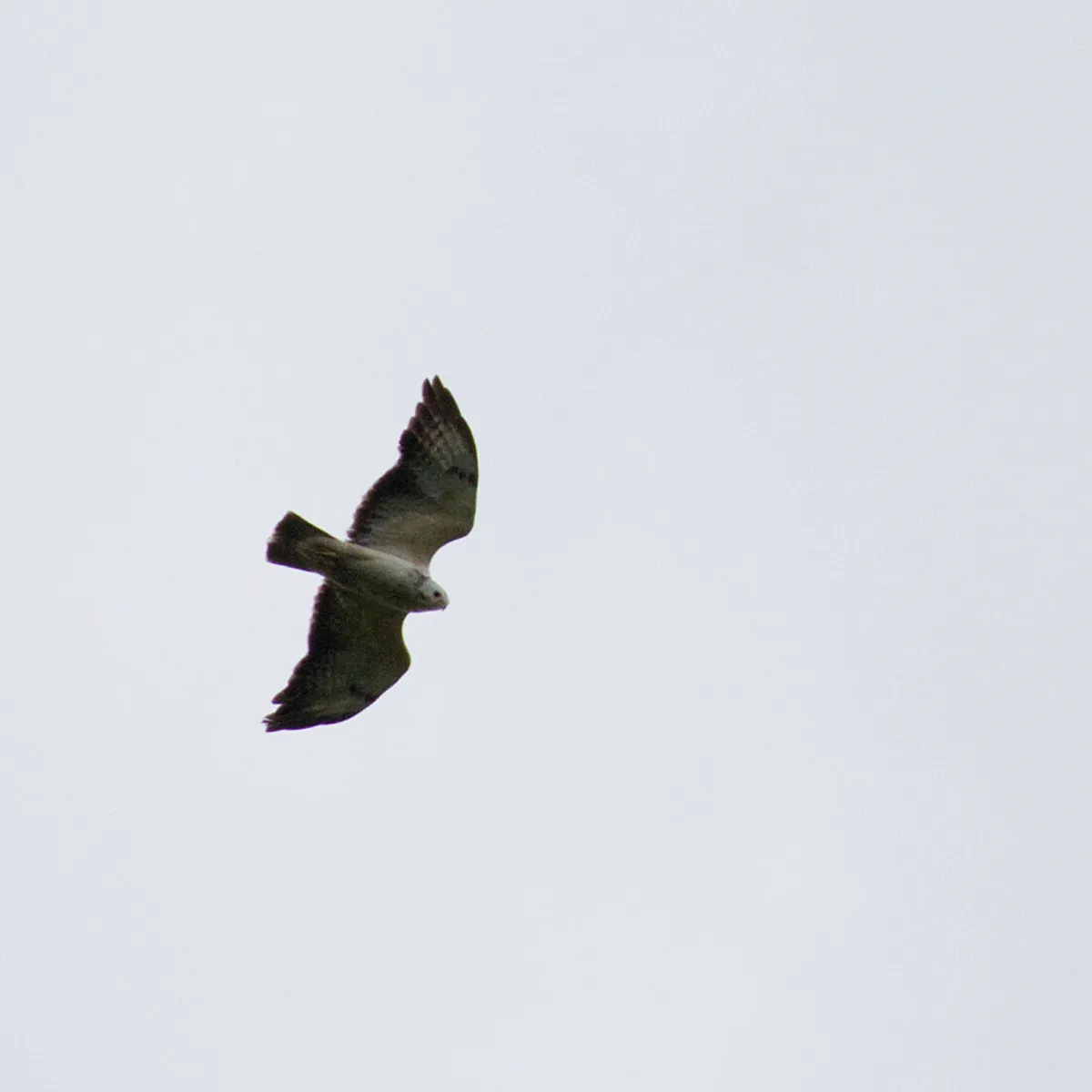 Spotted Common Buzzard