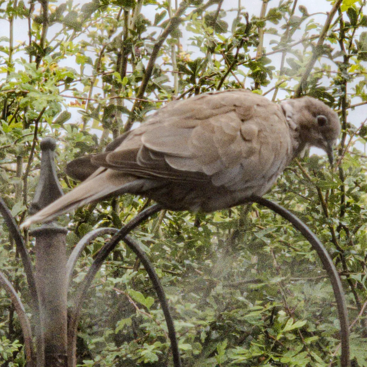 Spotted Eurasian Collared-Dove