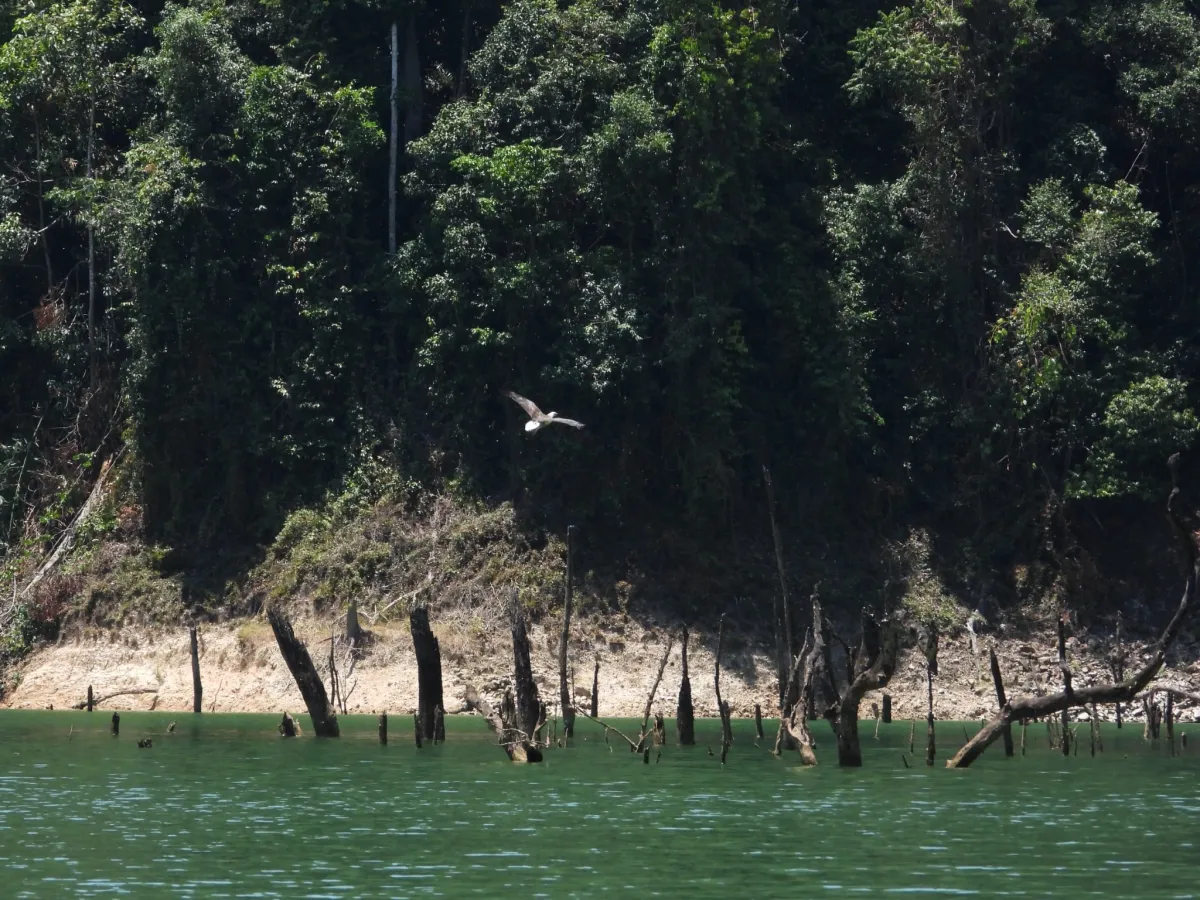 Gespotte Witbuikzeearend