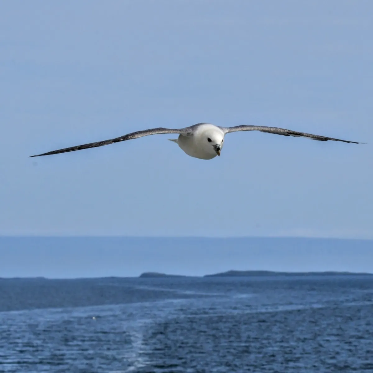 Gespotte Noordse stormvogel