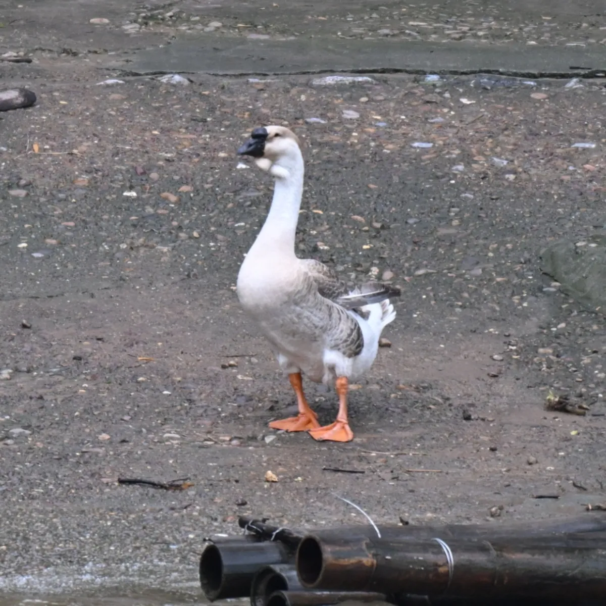 Spotted Swan Goose